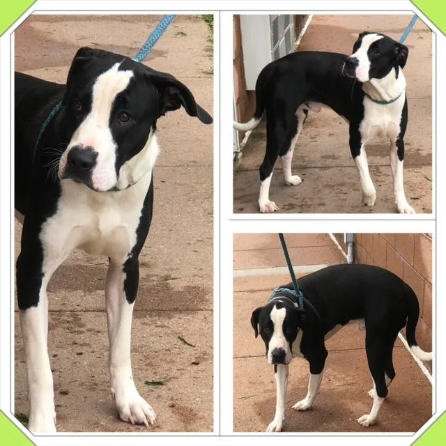 A young large-sized male Black Pit Bull Terrier dog named Blackie Kalackie for adoption in Buckhannon, WV