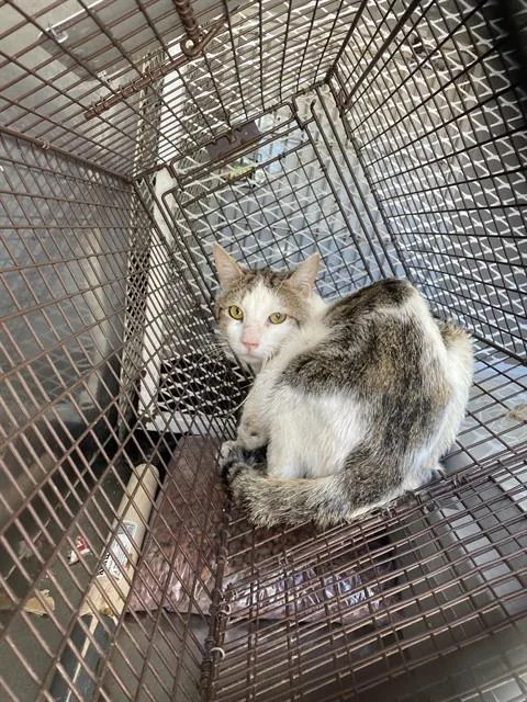 A young medium-sized male Domestic Short Hair cat named Petunia for adoption in Bakersfield, CA