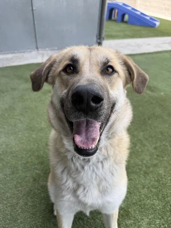A young large-sized female Mixed Breed dog named Rosita for adoption in Truckee, CA
