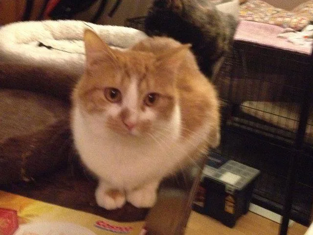 A senior medium-sized female Domestic Short Hair cat named Jane for adoption in Ballwin, MO