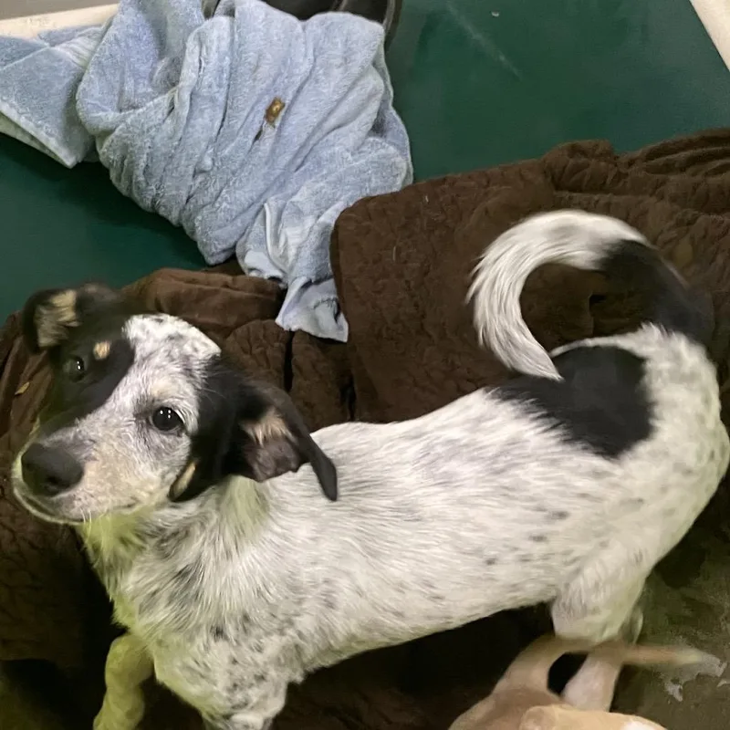 A baby small-sized female White / Cream Australian Cattle Dog / Blue Heeler dog named Queenie for adoption in Spokane, WA