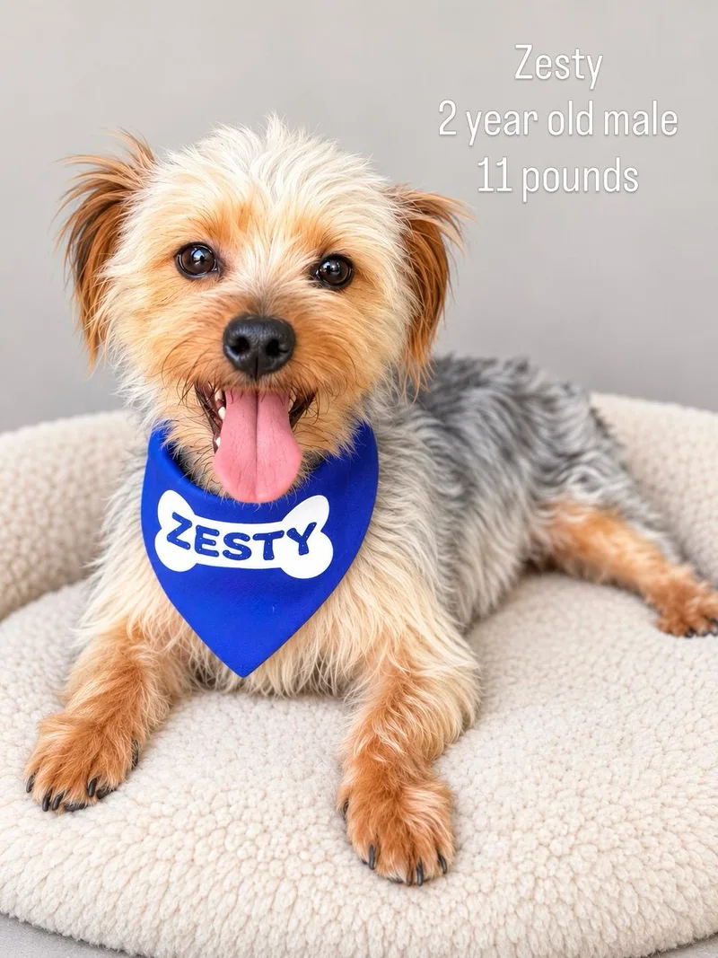 An adult small-sized male Yorkshire Terrier dog named Zesty for adoption in Baton Rouge, LA