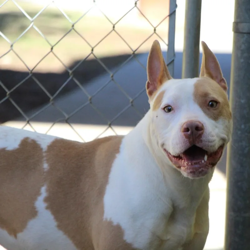 An adult medium-sized female White / Cream American Staffordshire Terrier dog named Baja Blast for adoption in Dawsonville, GA