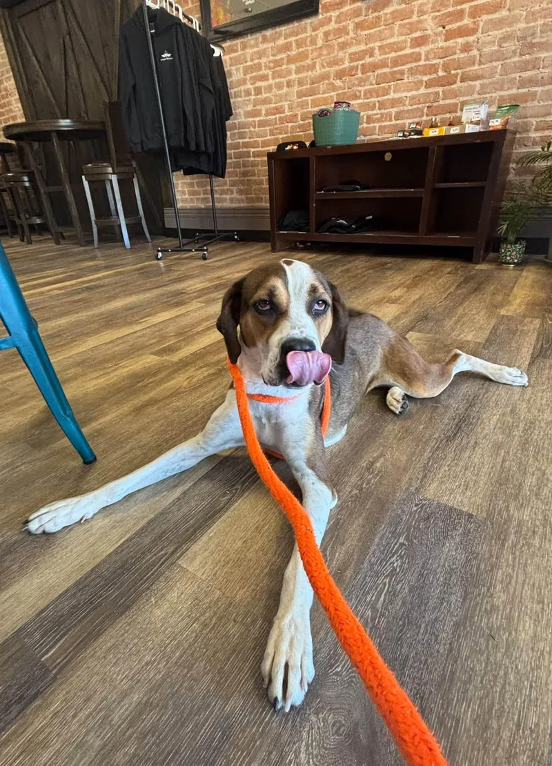 An adult medium-sized female Tricolor (Brown, Black, & White) Hound dog named Aspen for adoption in West Branch, MI