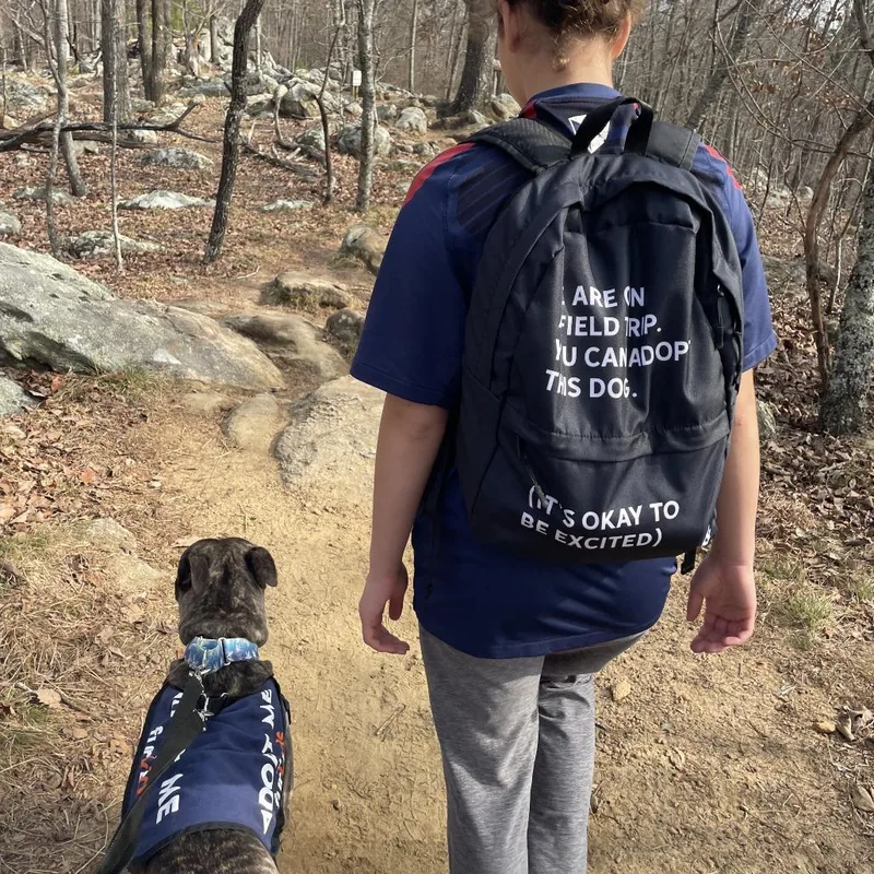 A young large-sized male Presa Canario dog named Papa for adoption in Cumming, GA