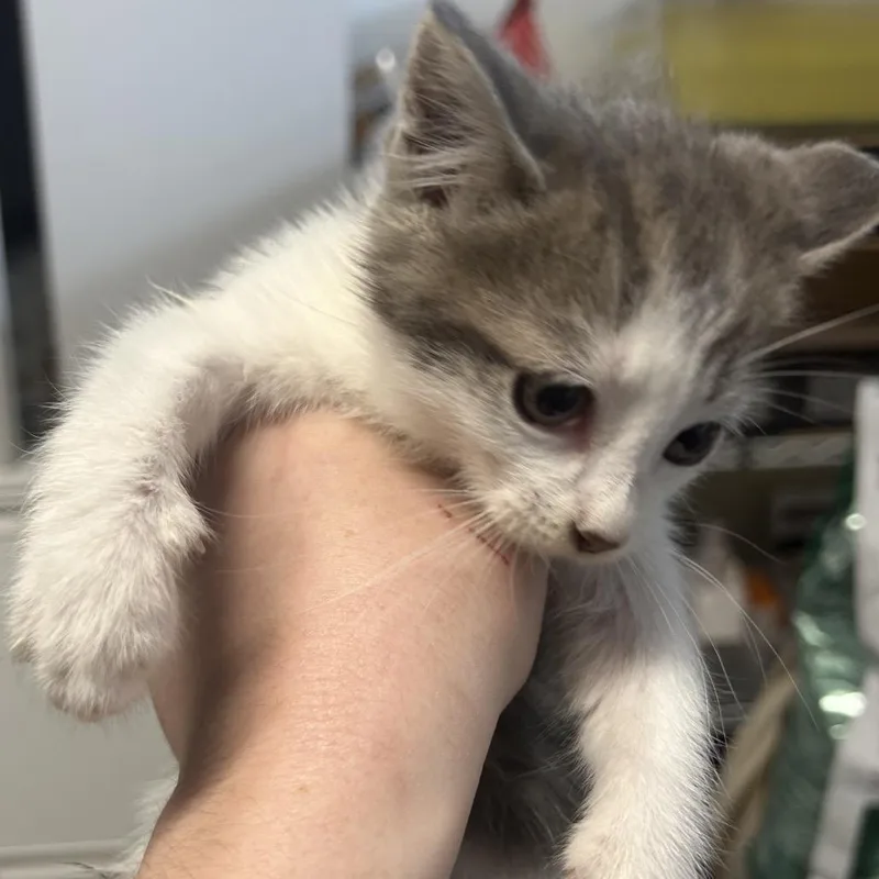A baby small-sized female Gray / Blue / Silver Domestic Short Hair cat named Jade for adoption in Point Richmond, CA