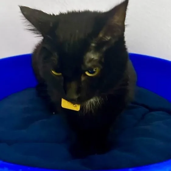A young medium-sized female Black Bombay cat named Nimbus Sweet Youngster for adoption in Hoquiam, WA