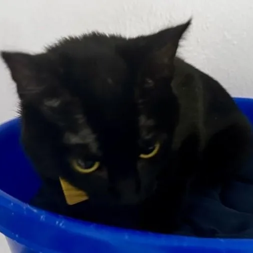 Nimbus  Sweet Youngster thumbnail 2