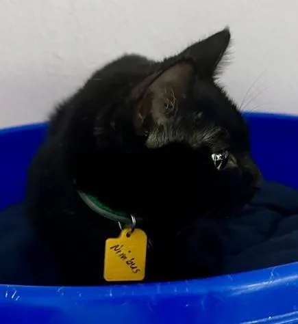 Nimbus  Sweet Youngster thumbnail 3