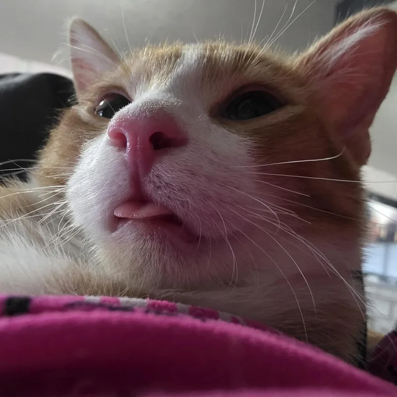 A baby small-sized male Orange / Red Domestic Short Hair cat named Tams for adoption in Layton, UT