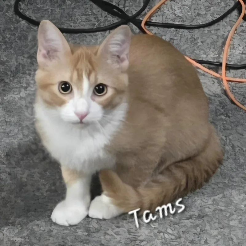 Tams thumbnail 4