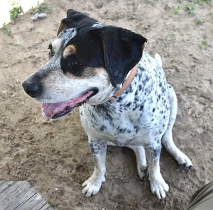 A young medium-sized female Tricolor (Brown, Black, & White) Australian Cattle Dog / Blue Heeler dog named Daisy for adoption in Inverness, FL