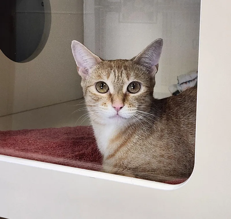 A young medium-sized female Buff & White Domestic Short Hair cat named Poppy for adoption in Sewaren, NJ