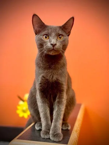 Gene Simmons thumbnail 2