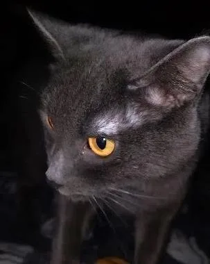 Gene Simmons thumbnail 3