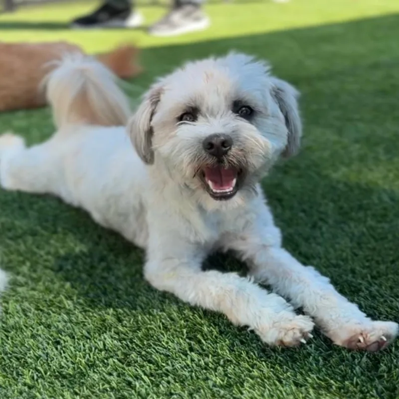 A young small-sized male White / Cream Cairn Terrier dog named Pumpkin A for adoption in Mission Hills, CA