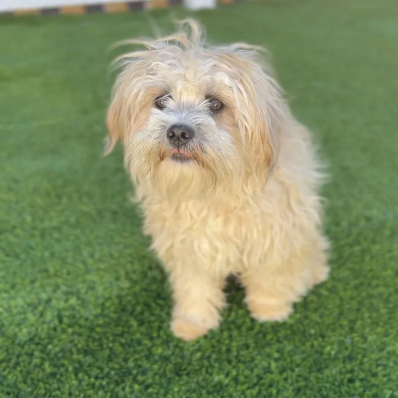 Pumpkin A thumbnail 2