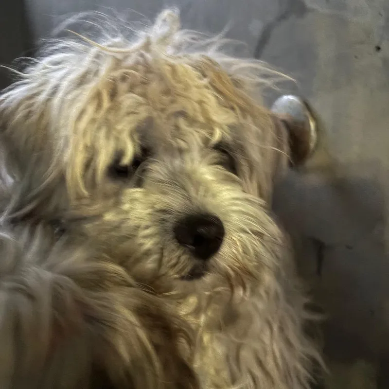 Pumpkin A thumbnail 3