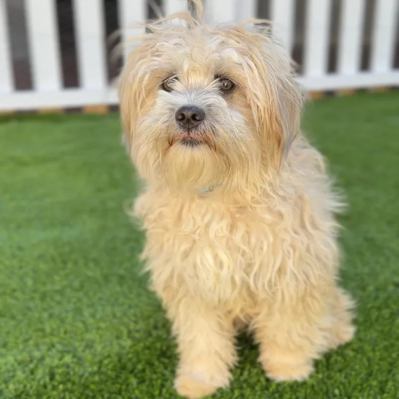 Pumpkin A thumbnail 4