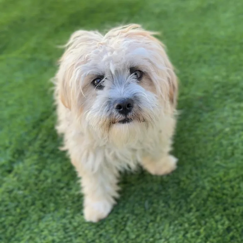 Pumpkin A thumbnail 5