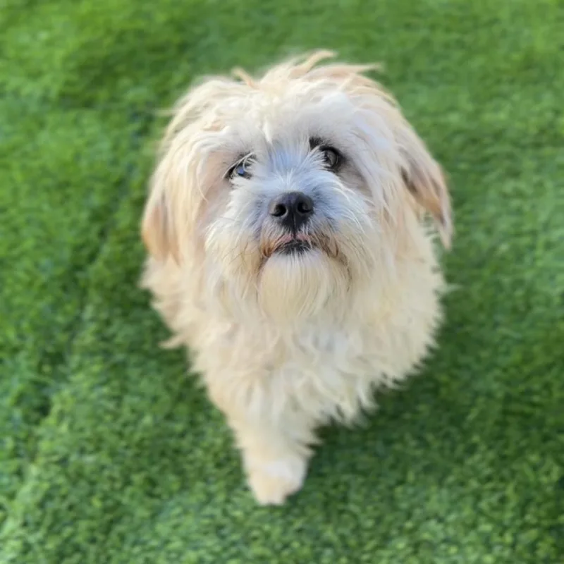 Pumpkin A thumbnail 6