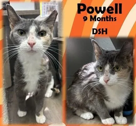 A young medium-sized female Dilute Calico Domestic Short Hair cat named Powell for adoption in Franklin, IN