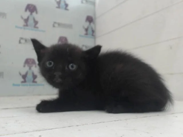 Black Bean