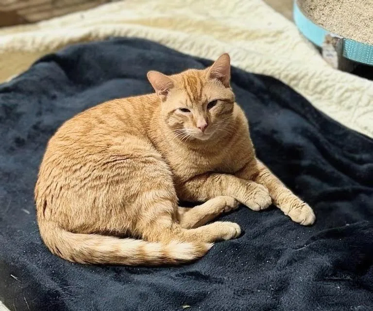A young medium-sized male Orange / Red Domestic Short Hair cat named Sunshine Aka "pal" for adoption in Murfreesboro, TN
