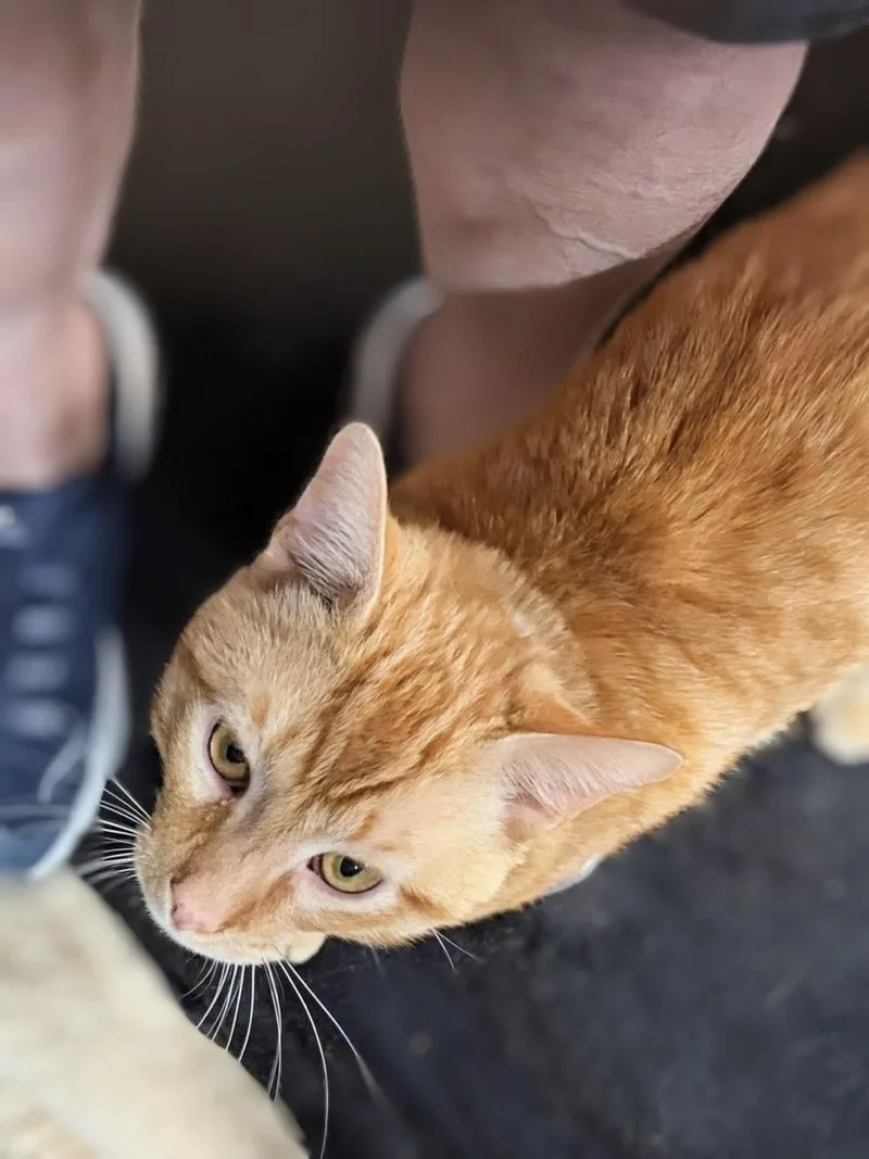 Sunshine Aka "pal" thumbnail 3