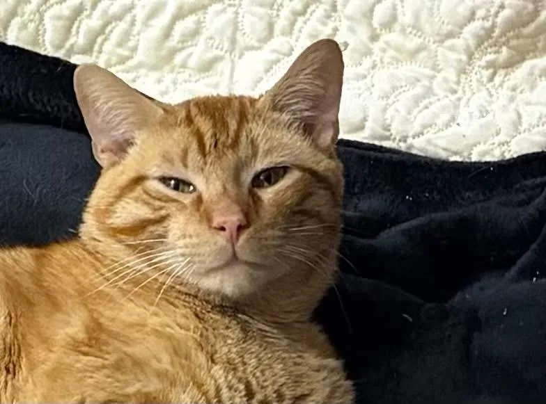 Sunshine Aka "pal" thumbnail 4