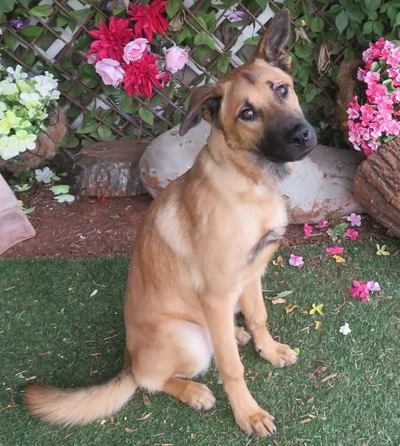 A young medium-sized male German Shepherd Dog dog named Buddy for adoption in Oklahoma City, OK