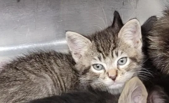 A baby small-sized male Domestic Short Hair cat named Tiger for adoption in Los Angeles, CA