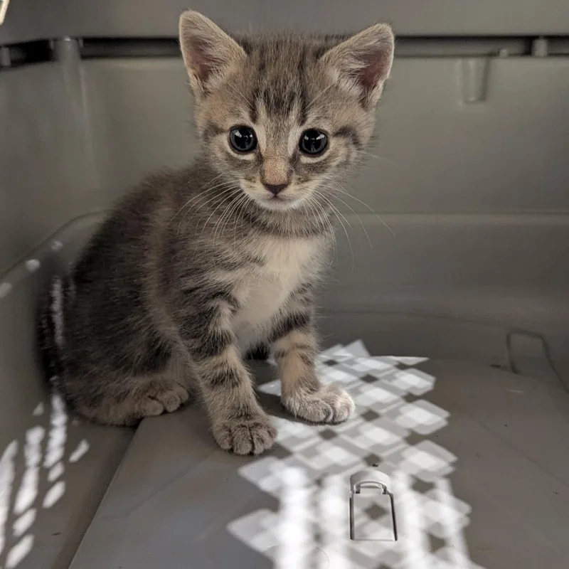 A baby small-sized female Gray / Blue / Silver Domestic Short Hair cat named Zelda for adoption in Lynchburg, VA