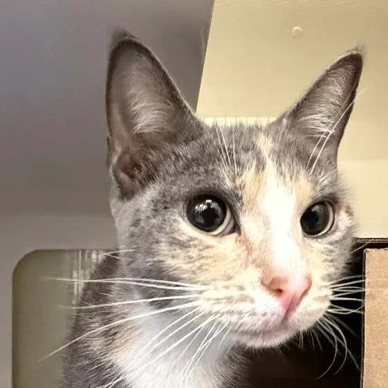 A young medium-sized female Gray / Blue / Silver Domestic Short Hair cat named Grizabella for adoption in Ballston Spa, NY