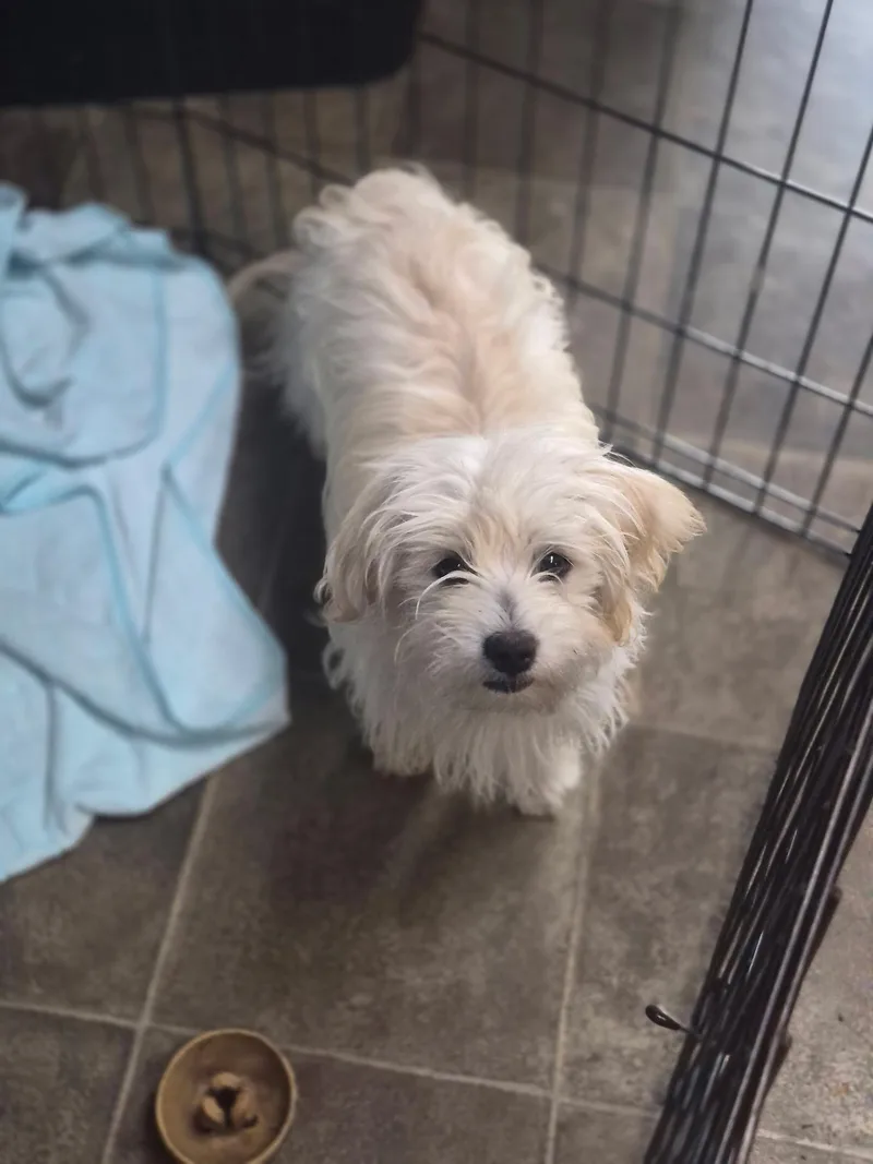 A young small-sized male Apricot / Beige Maltipoo dog named Clover for adoption in Los Angeles, CA
