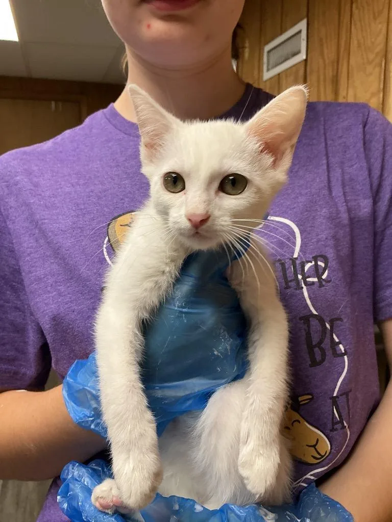 A baby small-sized male Domestic Short Hair cat named Snowy for adoption in Dyersburg, TN