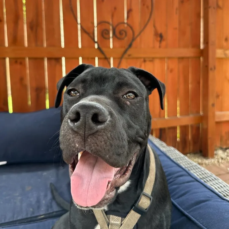 Marshmallow thumbnail 2