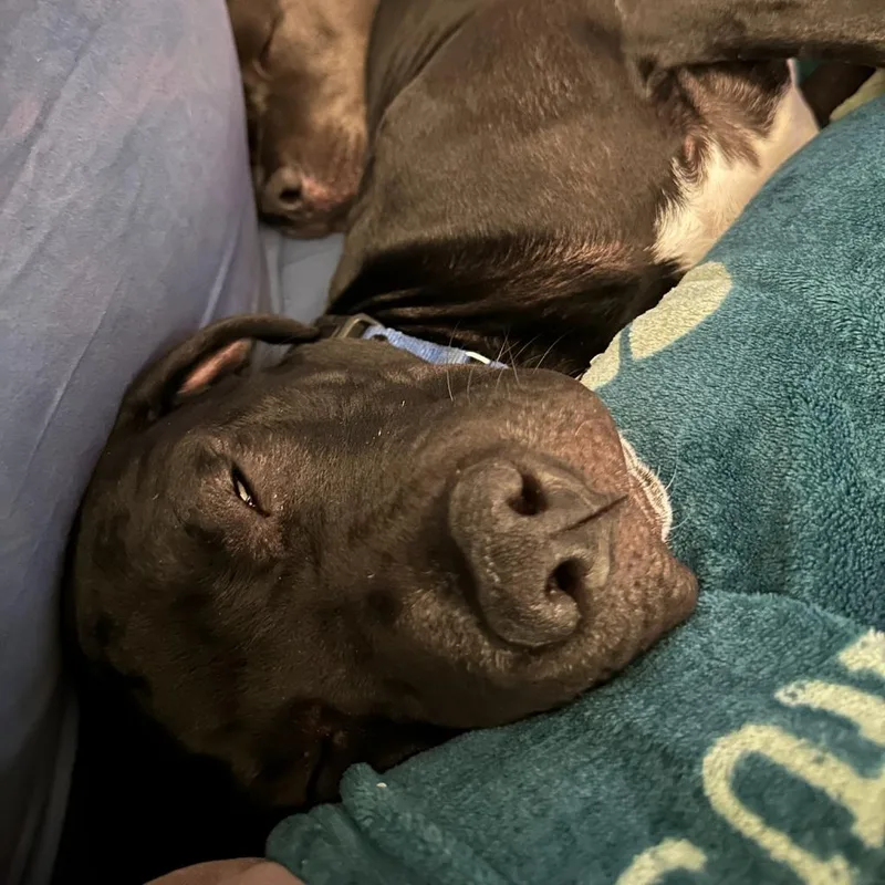 Marshmallow thumbnail 3