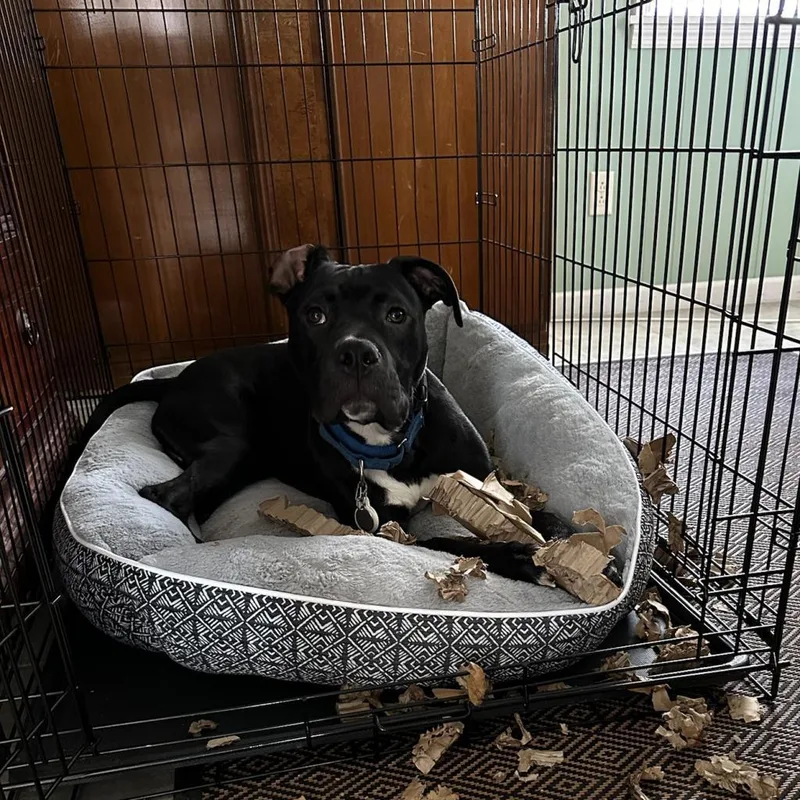 Marshmallow thumbnail 4