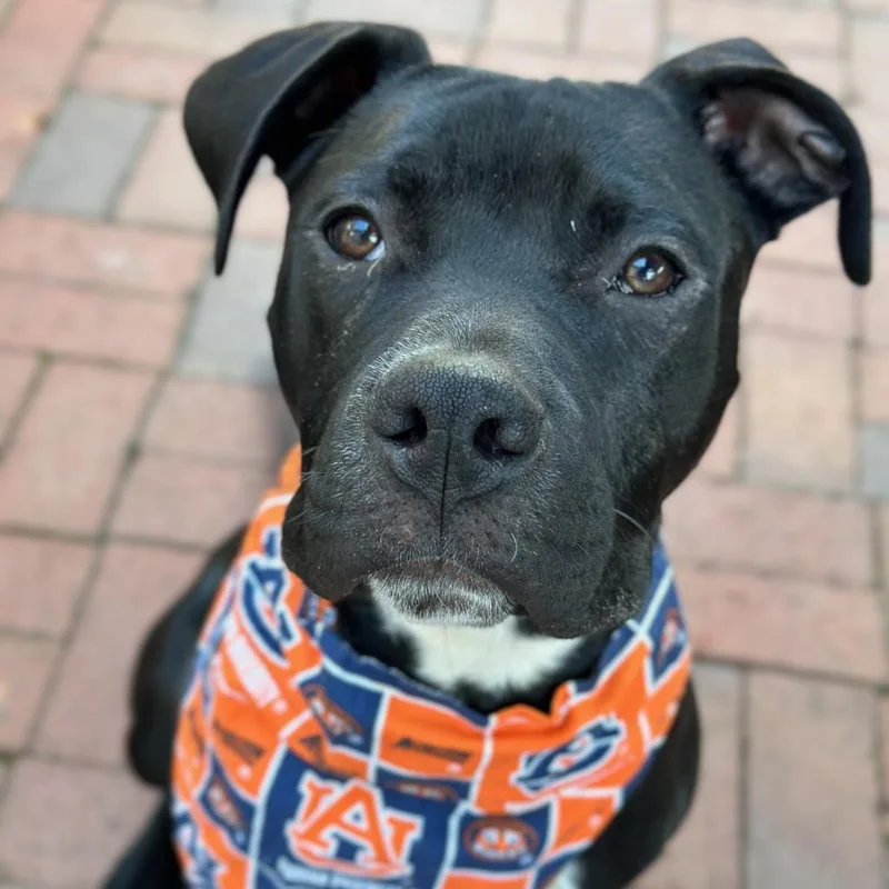 Marshmallow thumbnail 5