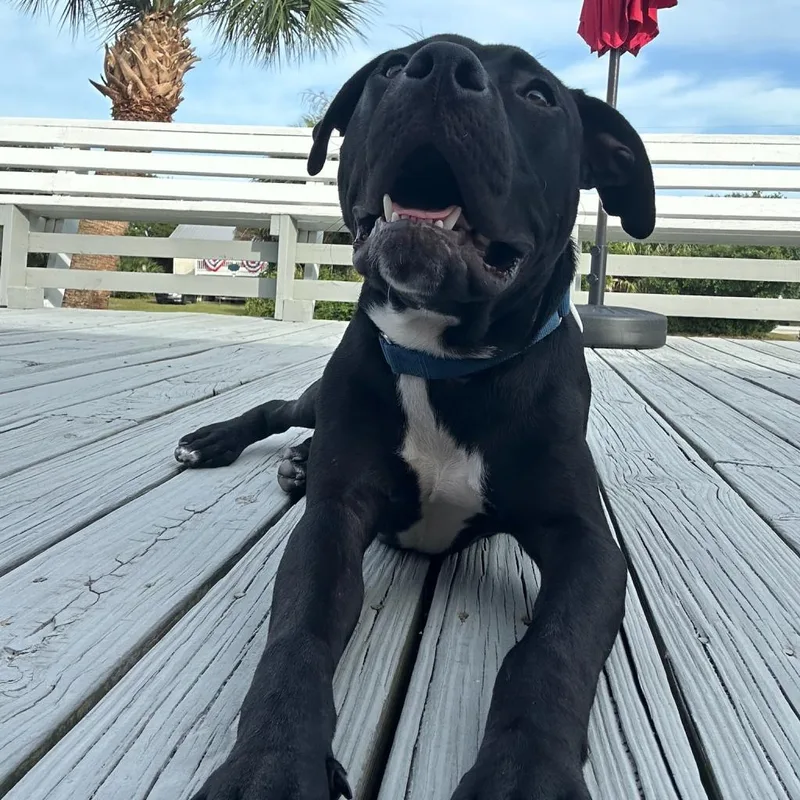 Marshmallow thumbnail 6