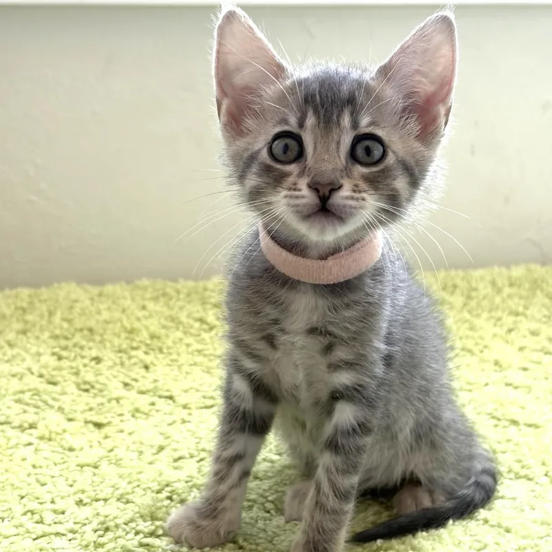 A baby small-sized female Gray / Blue / Silver Domestic Short Hair cat named Sundae for adoption in Pleasant Hill, CA