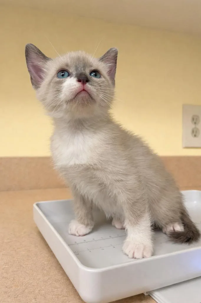 A baby small-sized female Snowshoe cat named Apple Cider for adoption in Corpus Christi, TX