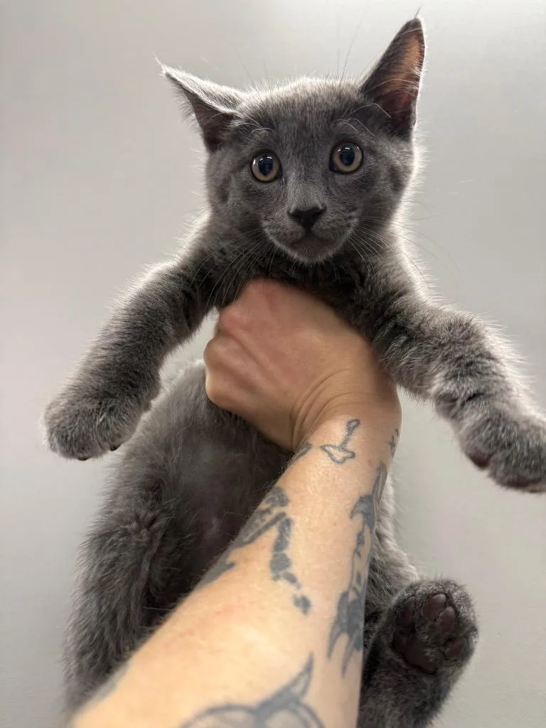 A baby small-sized male Domestic Short Hair cat named Steve Miller for adoption in Thousand Oaks, CA