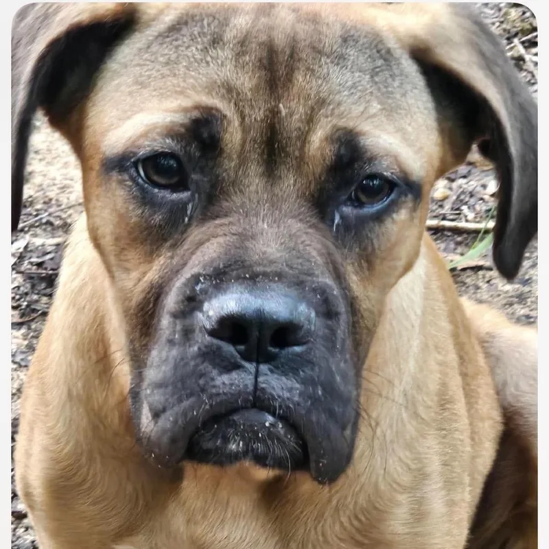 An adult medium-sized female Yellow / Tan / Blond / Fawn Boxer dog named Roxy for adoption in Enterprise, AL