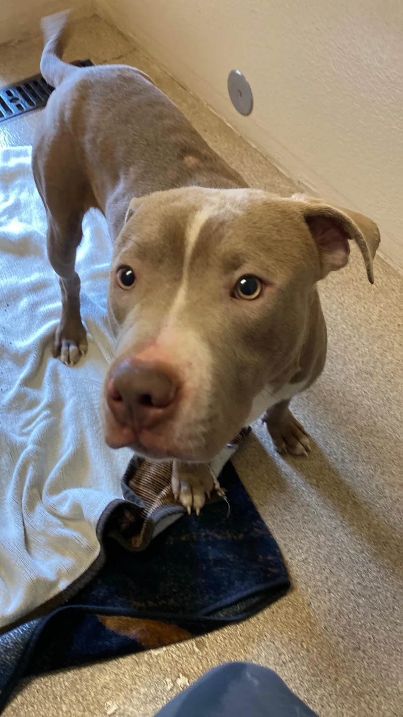 A young medium-sized male Gray / Blue / Silver Pit Bull Terrier dog named Sterling for adoption in Sunbury, PA