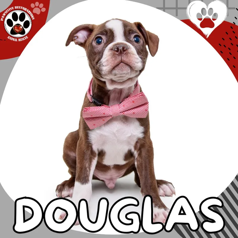 Douglas thumbnail 3