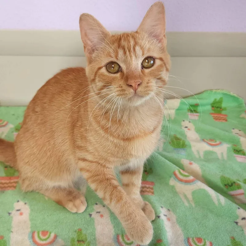 A young medium-sized male Tabby (Orange / Red) Tabby cat named Lunchbox for adoption in Marshfield, WI