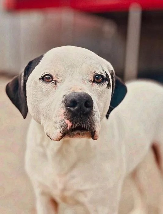 A young medium-sized male White / Cream American Bulldog dog named Blanco for adoption in Roswell, GA