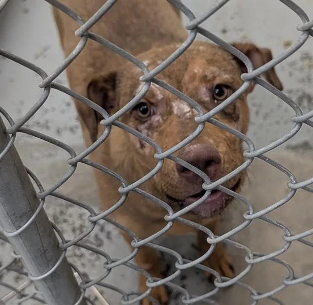 An adult medium-sized male Pit Bull Terrier dog named Alfie for adoption in Anchorage, AK